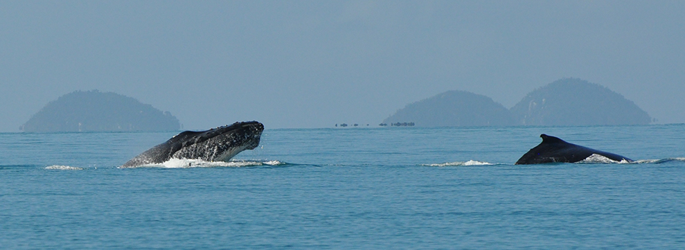 Mission Beach Charters